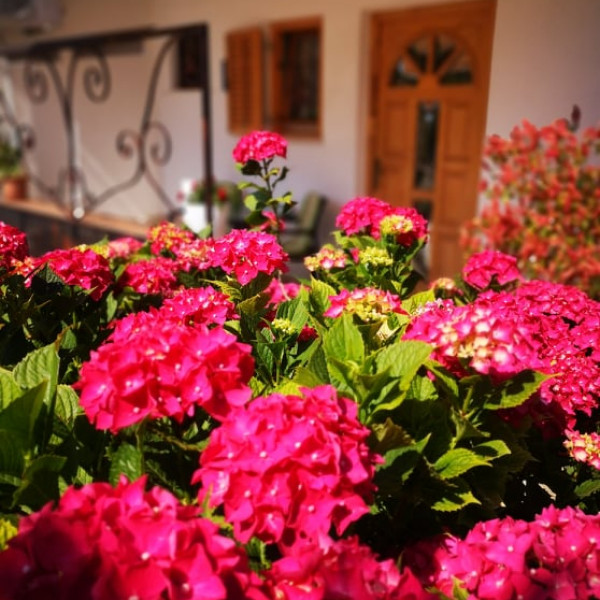 Apartmani Rita , Ferienwohnungen Rita Novigrad Cittanova